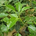 Cinnamomum camphora List