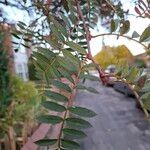 Sorbus vilmorinii Leaf