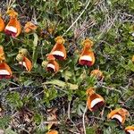 Calceolaria uniflora Kwiat