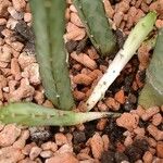 Euphorbia taruensis Blad