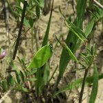 Vicia disperma 果