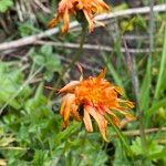 Crepis aurea Çiçek