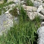 Luzula alpinopilosa Hábito