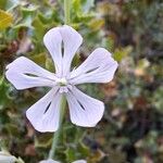 Silene graeca Flor