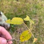 Handroanthus heptaphyllus Folha