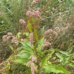 Persicaria lapathifolia Цвят