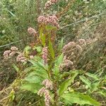 Persicaria lapathifolia Fula