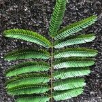 Albizia julibrissin叶