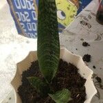 Sansevieria metallica Flower