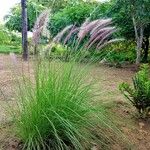 Pennisetum pedicellatum Leaf