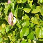 Aristolochia littoralis موطن