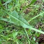 Crepis biennis Leaf