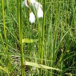 Eriophorum latifolium Blomst