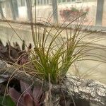 Tillandsia festucoides List