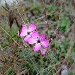 Dianthus pungens Blüte