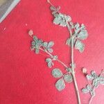 Trifolium dubium برگ