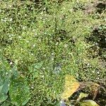 Alisma plantago-aquatica Kwiat