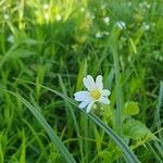 Stellaria palustrisFlower