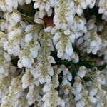Pieris formosa Fula