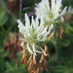 Trifolium ochroleucon Flower