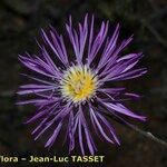 Volutaria muricata Flor