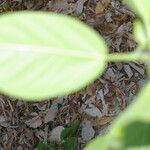 Ficus cotinifolia Blatt