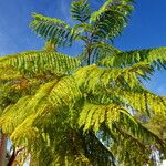 Jacaranda mimosifolia 形态
