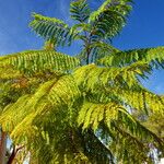 Jacaranda mimosifolia Plante entière