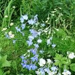 Delphinium leroyi Flower