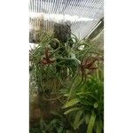 Tillandsia bulbosa Hoja