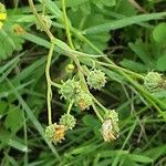 Crepis capillaris Fruit