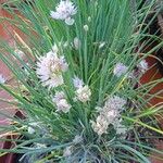 Allium schoenoprasum Kvet