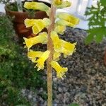 Lachenalia orchioides Blüte