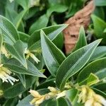 Sarcococca orientalis Leaf