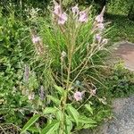 Verbena hastata Habitus