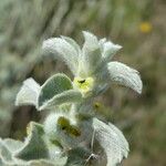 Mercurialis tomentosa Leaf