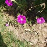 Petunia integrifolia Žiedas