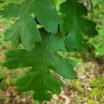 Quercus garryana Hoja