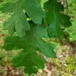 Quercus garryana Blad