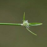 Cyperus obtusatus Blüte