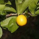 Ximenia americana Fruit