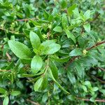Rubia fruticosa Hoja