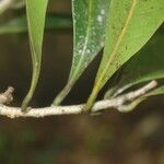 Nectandra turbacensis Corteza