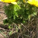 Adonis vernalis Feuille