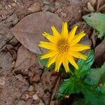 Sphagneticola trilobata Flor