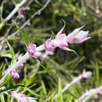 Trichostema lanatum Flor