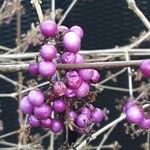 Callicarpa bodinieri Плід