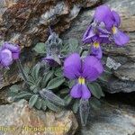 Viola diversifolia आदत