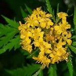Descurainia tanacetifolia Květ