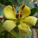 Senna siamea Other